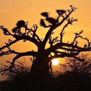 🎵 Titre : Maman Africa Rise 