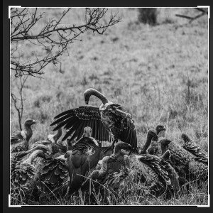 Vultures