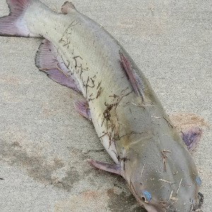 The_Fisherman_