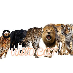 Wild Cat