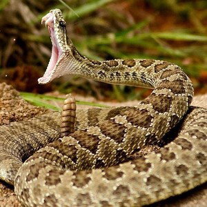 🐍NO $NAKE$🐍