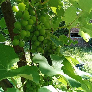 the Main Vine 