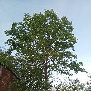 Song About Itself (read it or not)