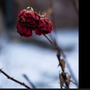 Kyari ka Phool 