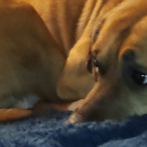 peekaboo 