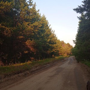бабочки