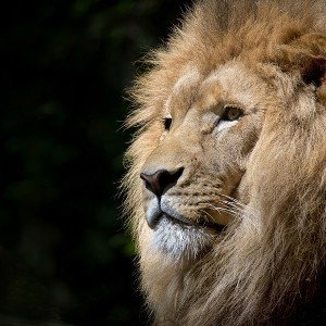 Krazy Jay  -  King of the jungle
