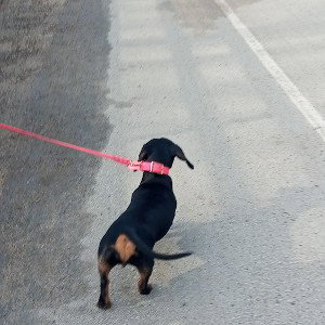 mälli källi