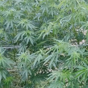 smoke trees