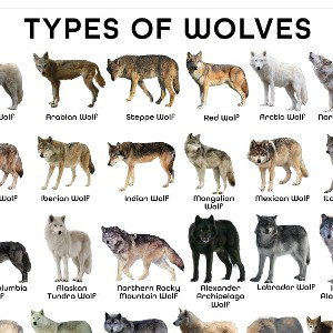 goat is wolf'  food