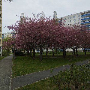 języki 