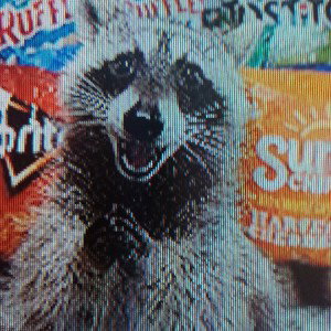 Raccoons asshole