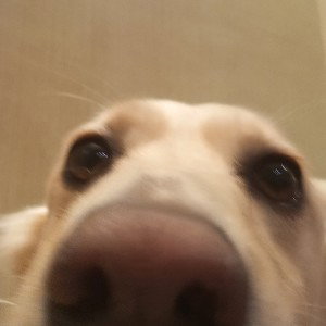 Жужа
