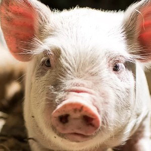 The pigs 