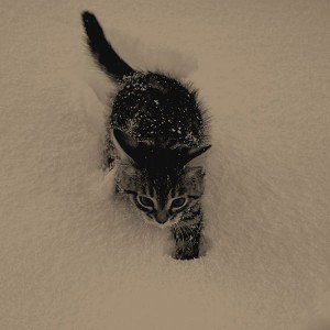 meow