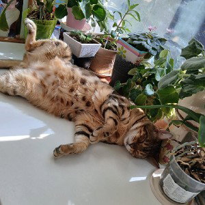 дохлый котяра