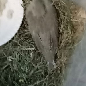 Abonné vous et suivre merci ❤️😊