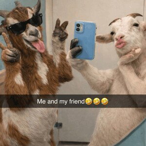 All friends are the same