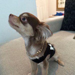 I got a dog