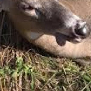 hunting whet 