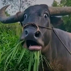 Holy Cow!