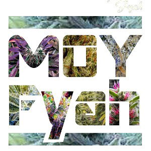 Mornin Lion--Moy Fyah!!