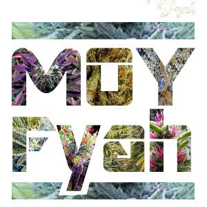 Moy Fyah — Fed up