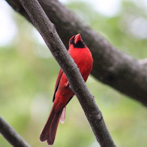Bird Chirping 