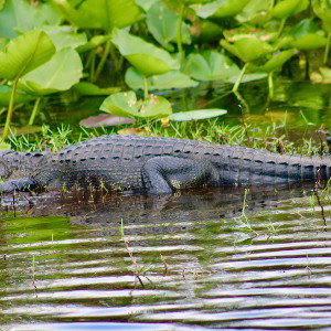 Alligator