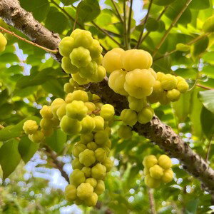 The Fruit 