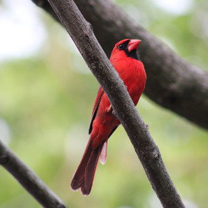 The Cardinal 