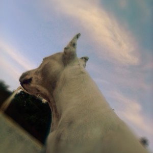 🐶Para Mí Mejor Amiga🐶 🎗️Hasta El Cielo🎗️