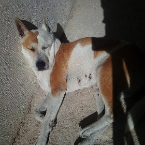 Para Aquellas Mascotas Que Se Fueron🎙️🙏🐶