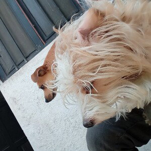 A mí perro hasta el cielo ❤️‍🩹