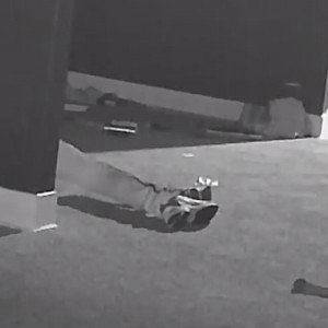 MTHPanda - Plenty Shots
