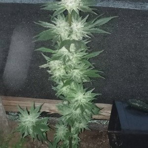 vamos avanzando sin miedo al fracaso esto  hip hop de weno yo avanzo de niño lo se andube descalzo desprotegido y confun