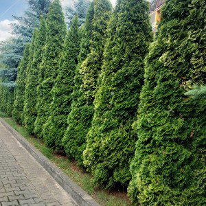 green trees