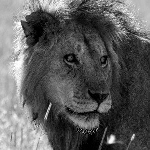 Seydi Aluca - Serengeti