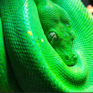 SNAKES 