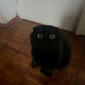 anonim3
