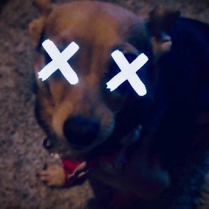 Youadog