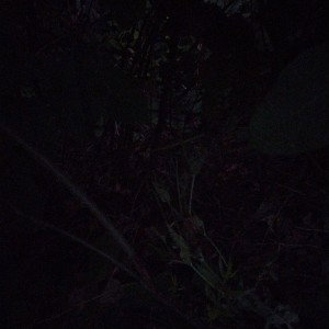 vines