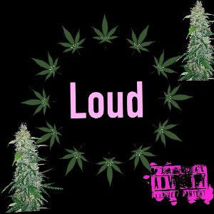 Loud