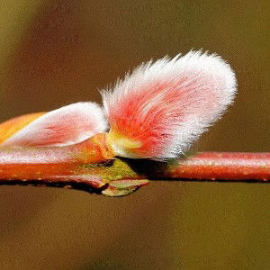 Pink Pussy Willow