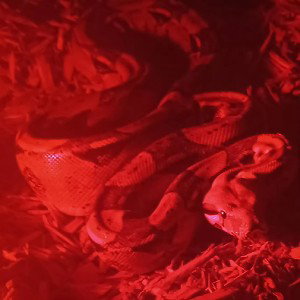 Red Voodoo Room 