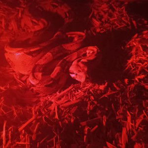 Red voodoo room