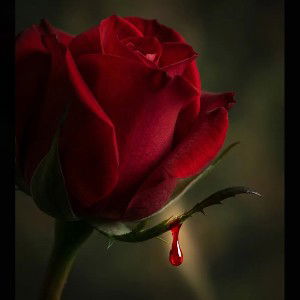 “Bloody Rosed Thorn”