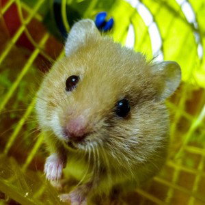 Hamster (tourner en rond dans sa cage)