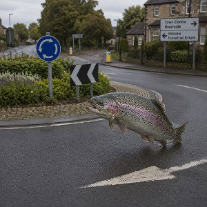 roundabout trout