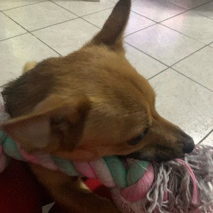 non toccare mai il mio cane